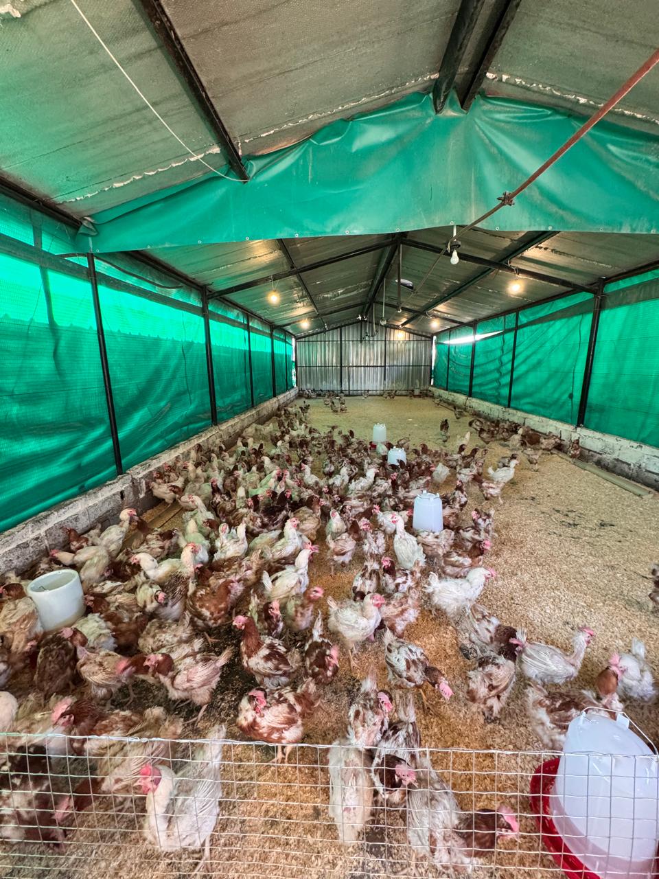 Chickens inside the Ubuntu Harvest Africa farm house